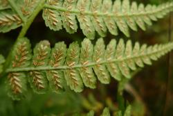 Deparia petersenii subsp. congrua. Abaxial surface of primary pinnae showing mature sori and indusia elongated along the veins. 
 Image: L.R. Perrie © Leon Perrie CC BY-NC 3.0 NZ